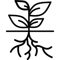 Arrowroot Powder
